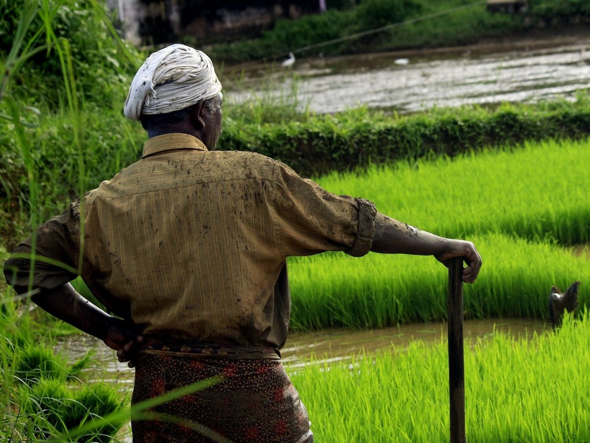 In Indien ist das wichtigste Getreide Reis. Für Ernährung, Umwelt und Landwirte wäre mehr Vielfalt im Getreideanbau besser, zeigt eine neue Studie.