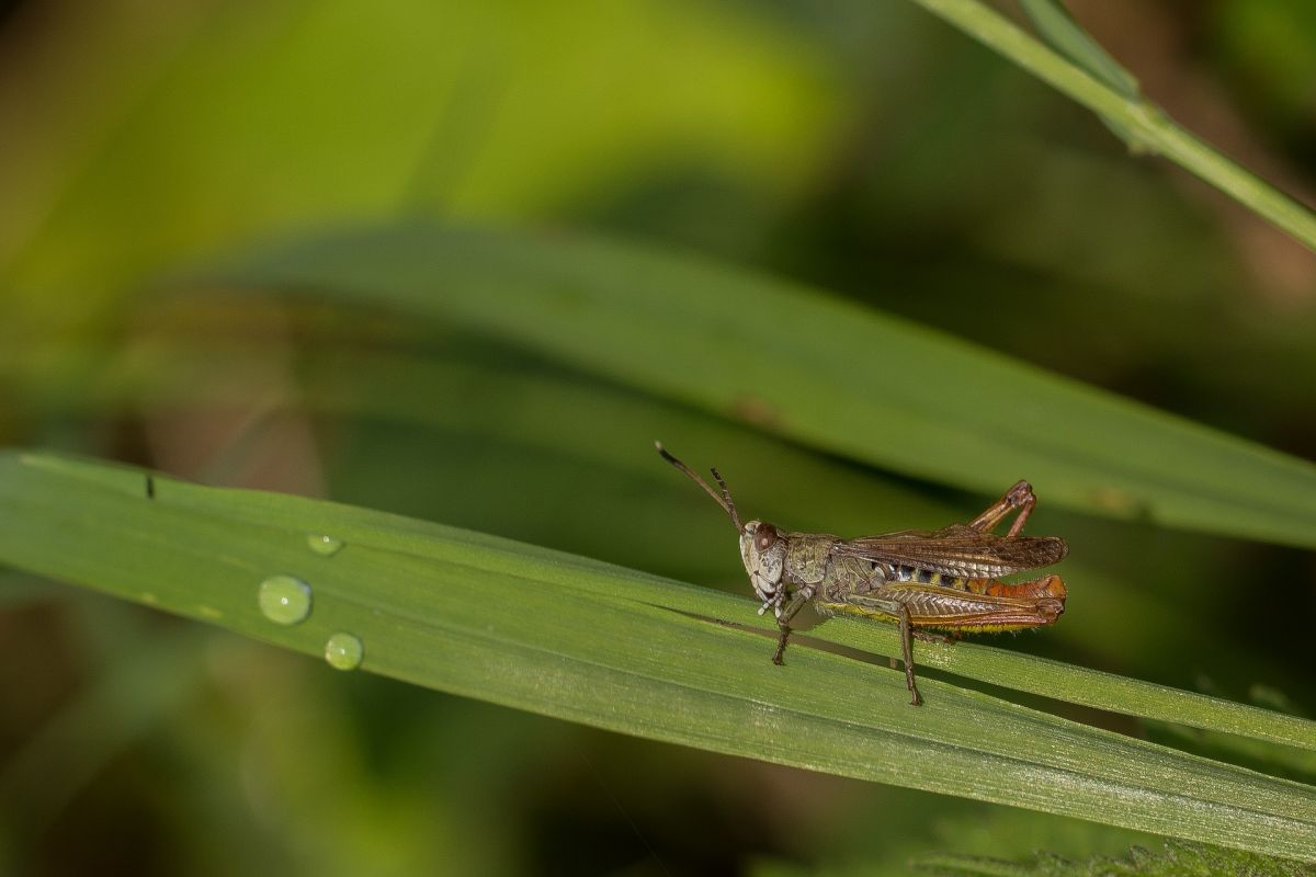 Kleiner Knabberer: Heuschrecken ernähren sich hauptsächlich von Gräsern. (Bildquelle: © Heiko Stein/Pixabay/CC0)