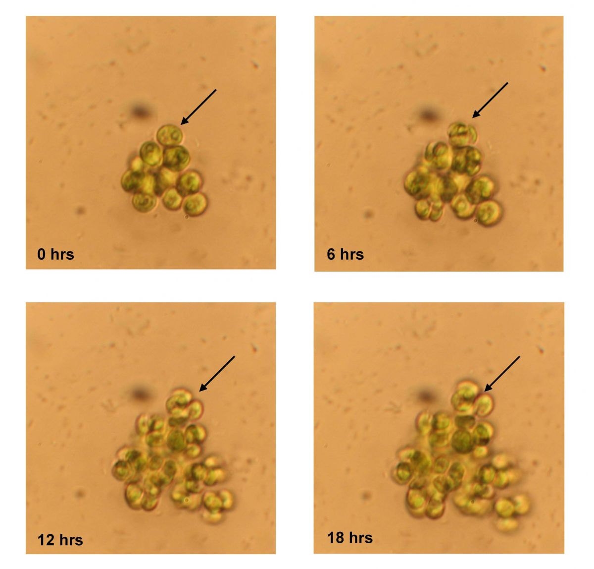 Kolonie mit identischen Tochterzellen, die sich nach der Teilung nicht mehr trennen. Die Kolonie wurde nach 500 Generationen Wachstum in Anwesenheit eines Fraßfeindes (Rädertier Brachinous calyciflorus) in dem Experiment beobachtet. Gezeigt wird die gleiche Kolonie nach 0, 6, 12 und 18 Stunden. Die Zelle, die mit dem Pfeil markiert ist, teilt sich in den ersten sechs Stunden in acht Tochterzellen, die nach den Zellteilungen zusammenbleiben, statt sich, wie in ihrem Vorfahren in dem Experiment, zu trennen und wegzuschwimmen.
