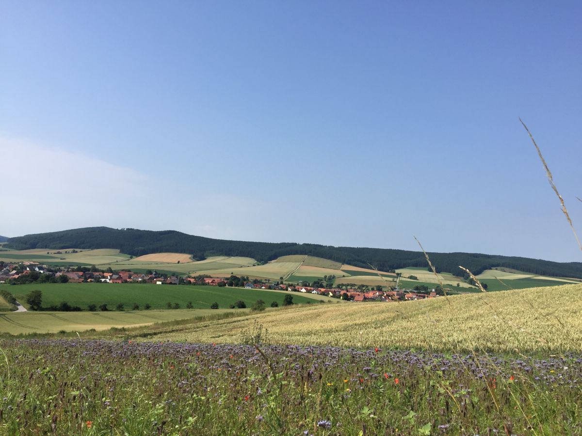Blühstreifen neben einem konventionellen Weizenfeld bei Sebexen im Landkreis Northeim. (Bildquelle: © Costanza Geppert)