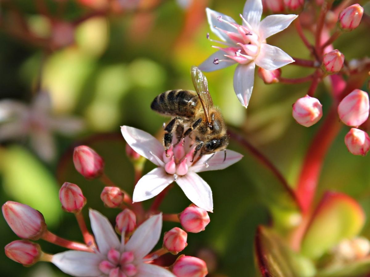 eDNA ermöglicht auch Rückschlüsse auf die Interaktionen zwischen Pflanzen und Insekten. Die Bestäubungsleistung von Bienen zählt zu den bekanntesten symbiotischen Beziehungen zwischen Tieren und Pflanzen.
