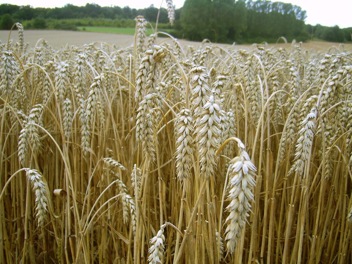 Weizen ist weltweit die wichtigste Nahrungspflanze. Durch den Klimawandel wird diese Kulturpflanze verstärkt von Pilzkrankheiten befallen. (Bildquelle: © H.-J. Sydow / Wikipedia, gemeinfrei)
