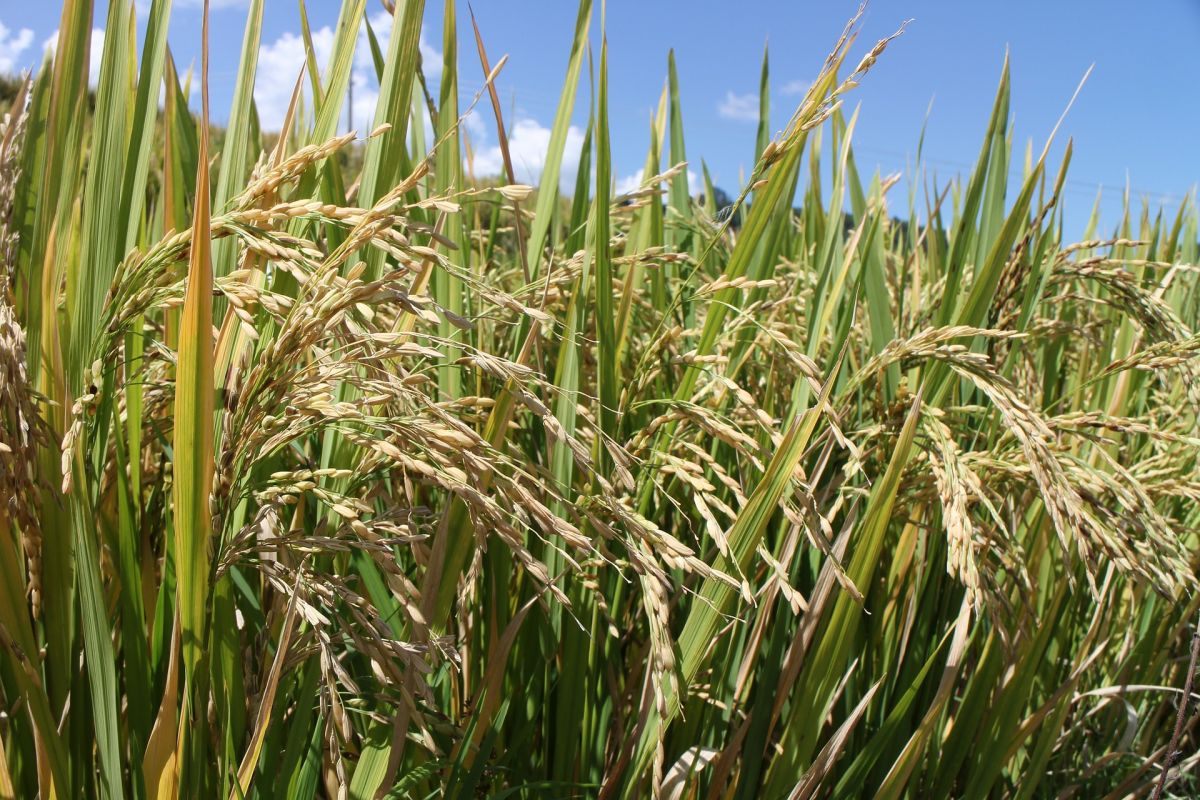 Reis ist für die Hälfte der Weltbevölkerung das wichtigste Grundnahrungsmittel. (Bildequelle: © Pixabay/CC0)