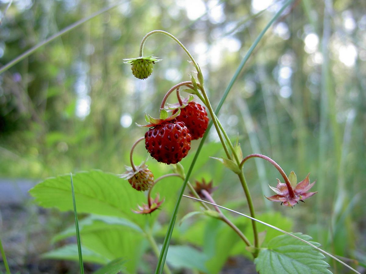 Wald-Erdbeeren. (Quelle: © Philip Jägenstedt/wikimedia.org; gemeinfrei)