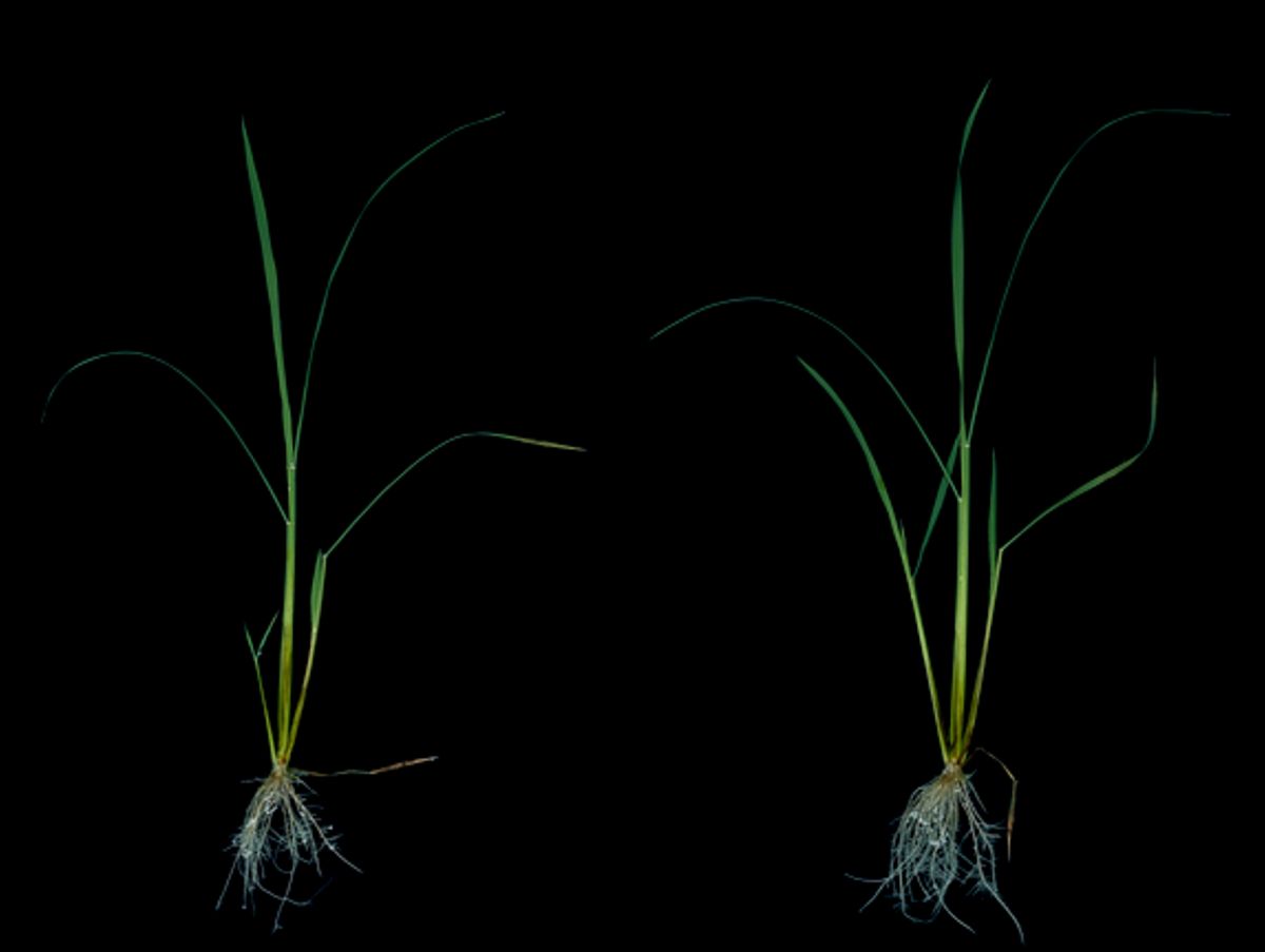 Vier Wochen alte Reispflanzen; rechts die Pflanze mit reduzierter Aktivität des Transkriptionsfaktors, links die Kontrollpflanze mit normaler Aktivität des Transkriptionsfaktors. Die größere Biomasse (Spross und Wurzel) in der Pflanze mit reduzierter Transkriptionsfaktoraktivität ist deutlich zu sehen.