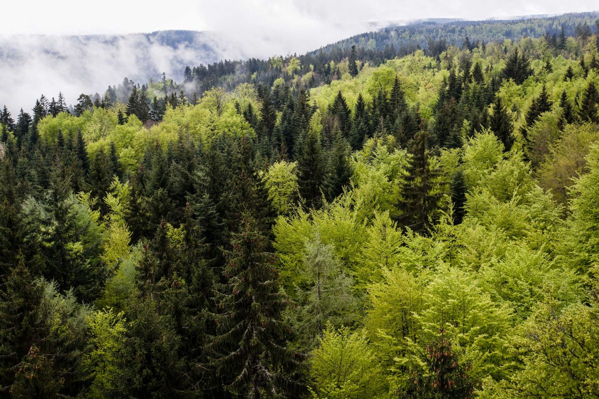 Waldökosysteme sind wichtige Dienstleister für den Menschen. Je mehr Baumarten sie enthalten, desto produktiver sind sie. (Bildquelle: © Rainer Sturm/pixelio.de)