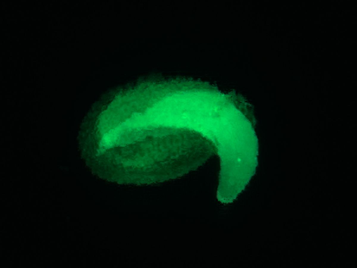 Samenkeimung unter dem Fluoreszenzmikroskop.