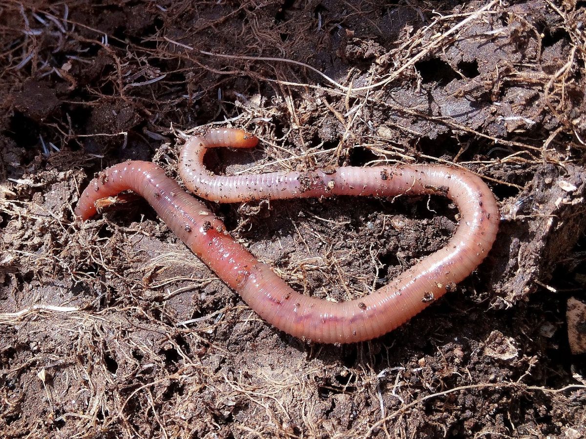 Regenwürmer im Ackerboden sorgen für gute Durchlüftung und stellen Nährstoffe zur Verfügung. (Bildquelle: © Patricia Maine Degrave / Pixabay)