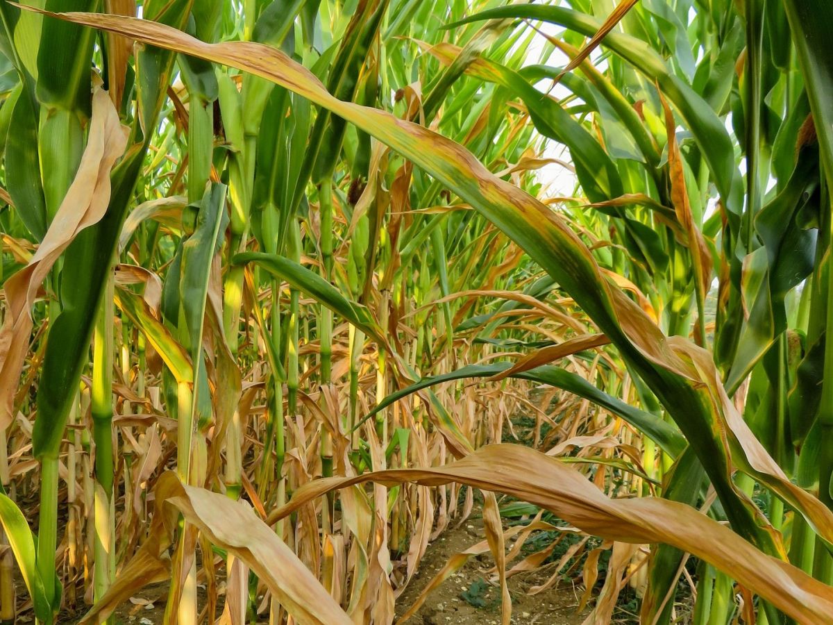 Trockene Felder: Mit speziellen Bakterien besiedelte Pflanzen könnten in Zukunft besser mit Dürren und Wassermangel besser zurechtkommen und gute Erträge liefern.
