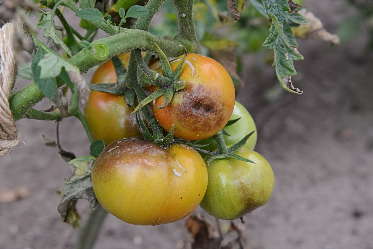 Von Kraut- und Knollenfäule (Phytophthora infestans) befallene Tomaten: Dank der Pathogenität einiger Oomyceten weiß man inzwischen viel über ihre Zellwandstrukturen. 