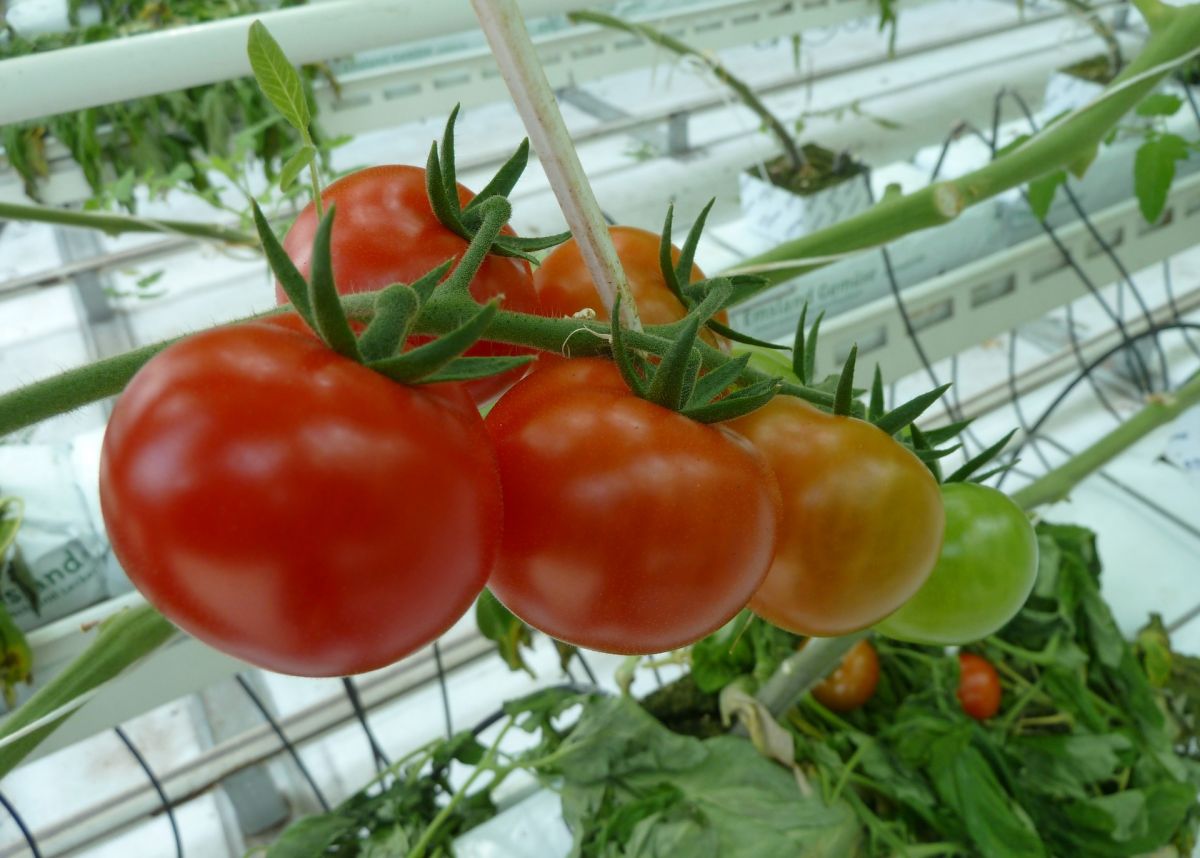Bei Tomaten lässt sich mit Hilfe von CRISPR/Cas der Ertrag steigern. Dieses Prinzip ist auch auf andere wichtige Nahrungspflanzen übertragbar, wie zum Beispiel Reis, Mais oder Weizen. 