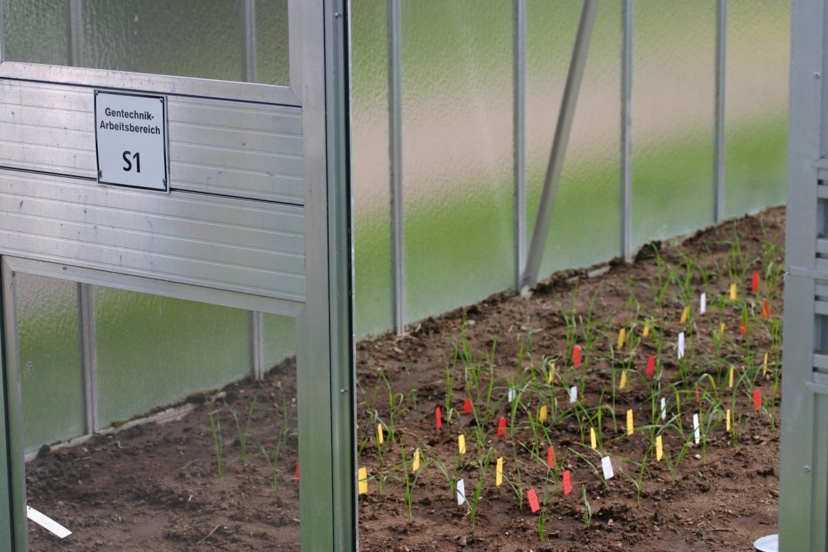 Mini Gewächshäuser für Versuche mit transgenen Pflanzen unter feldähnlichen Bedingungen auf dem Areal des Leibniz-Instituts für Pflanzengenetik und Kulturpflanzenforschung (IPK). Drei der Häuser wurden mit Versuchspflanzen des dsRNAguard Projektes bepflanzt.