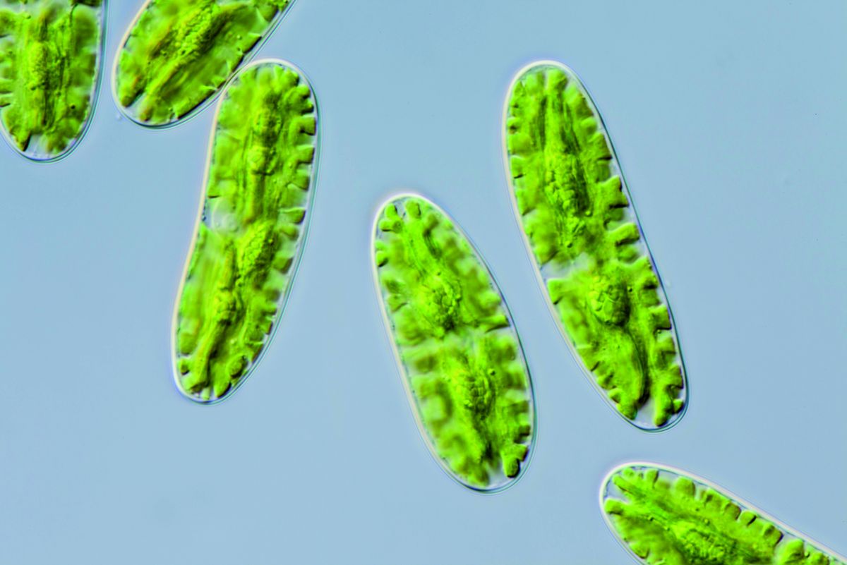 Lichtmikroskopische Aufnahme der einfachen, einzelligen Alge Netrium oblongum. Netrium oblongum gehört zur Gruppe der Algen, die am nächsten mit den heutigen Landpflanzen verwandt sind. (Bildquelle: © Michael Melkonian, Universität zu Köln)