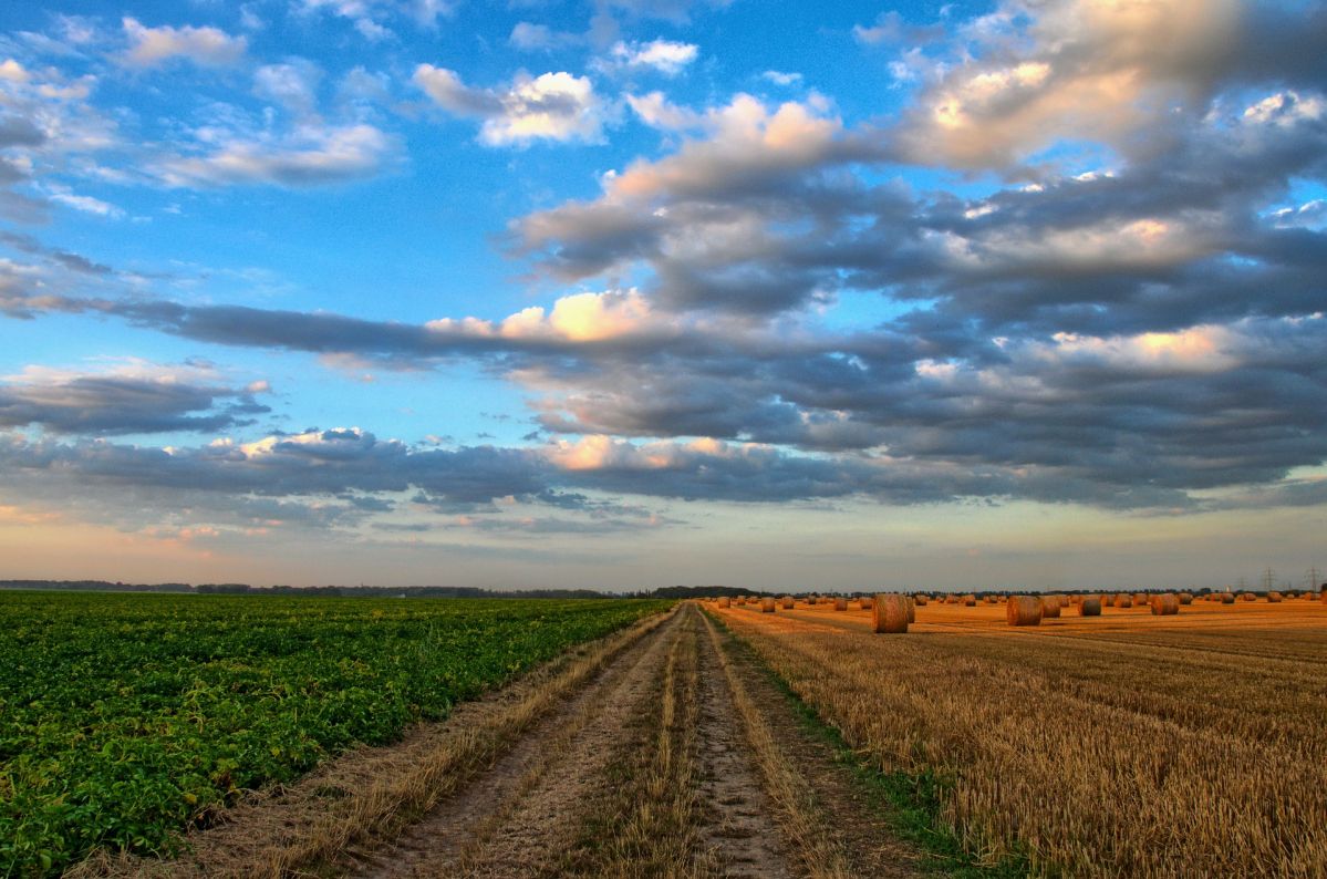 Die Autoren der Studie plädieren dafür, dass sich Ertragsprognosen künftig häufiger an den Gegebenheiten auf großen Feldern orientieren müssen als bisher. (Bildquelle: © wobogre/ Pixabay.com/ CC0)