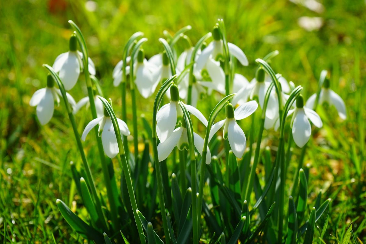 Schneeglöckchen sind die Vorboten des Frühlings: Ihr Blühbeginn gibt das Signal für den Vorfrühling, daher werden sie Zeigerpflanzen genannt.