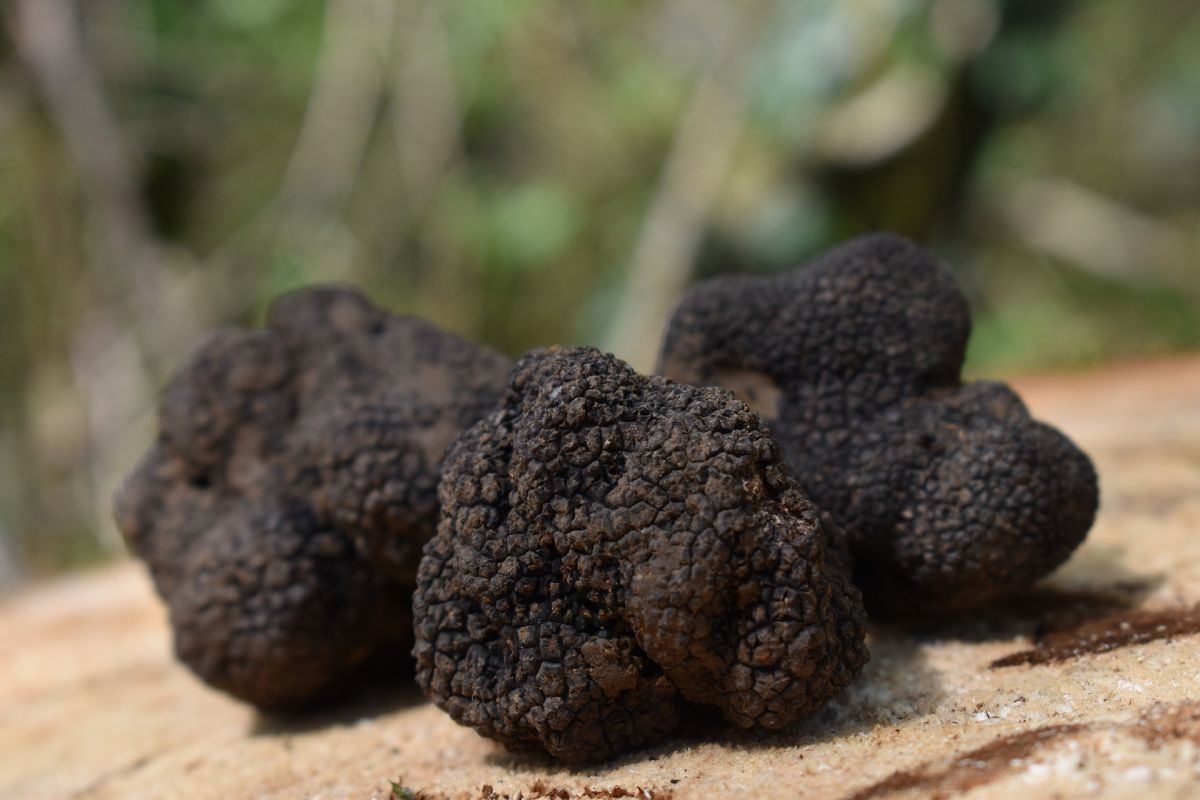 Auch schwarze Trüffeln gehören zu den Ektomykorrhizapilzen. Sie sind unter anderem mit Steineichen verbunden.