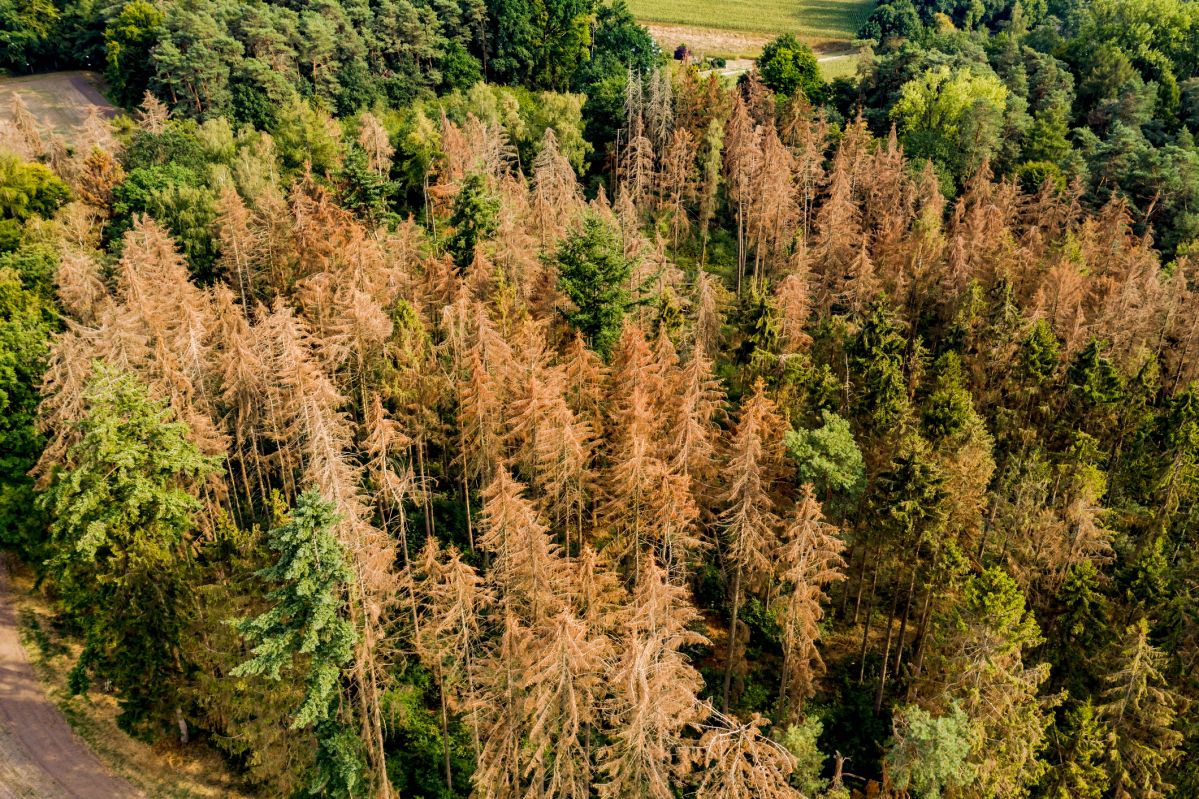 Ob sich ein Wald nach einer Dürre regeneriert oder nicht, hängt von unterschiedlichen Faktoren ab: Wasserversorgung, Artenvielfalt und die Forstwirtschaft sind die bedeutendsten. (Bildquelle: © iStock.com/Achim Schneider/reisezielinfo.de)