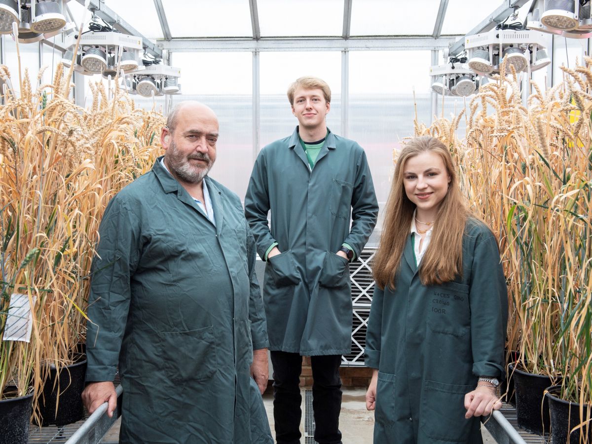 Das Team um Prof Nigel Halford vom Agrarforschungsinstitut Rothamsted Research in Großbritannien hat den genomeditierten Weizen entwickelt. Im Bild (v.l.n.r.): Prof Nigel Halford, Joe Oddy, und Sarah Raffan. (Bildquelle: © Rothamsted Research)
 - 	