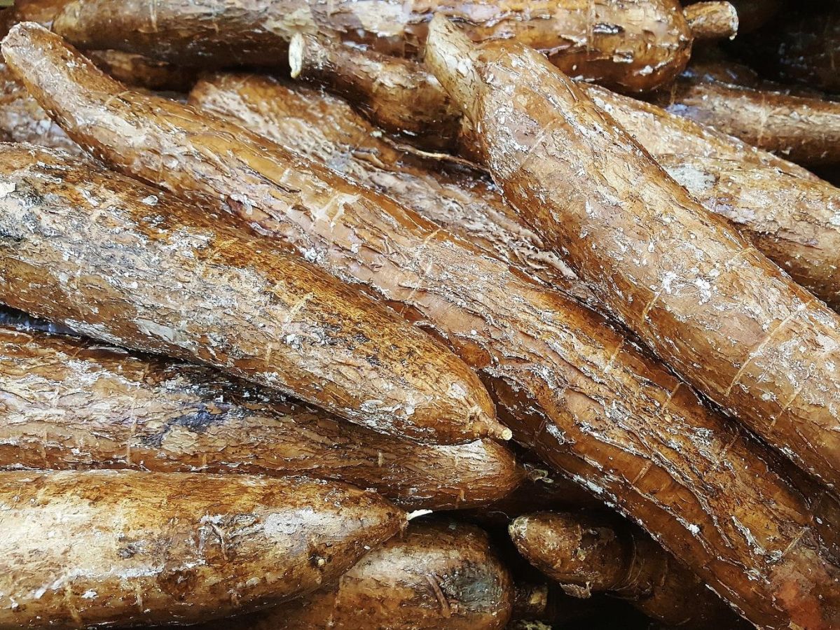 Roh sind die zwei bis vier Kilogramm schweren Wurzelknollen von Maniok giftig, doch zubereitet sind sie Grundnahrungsmittel für etwa eine Milliarde Menschen.
