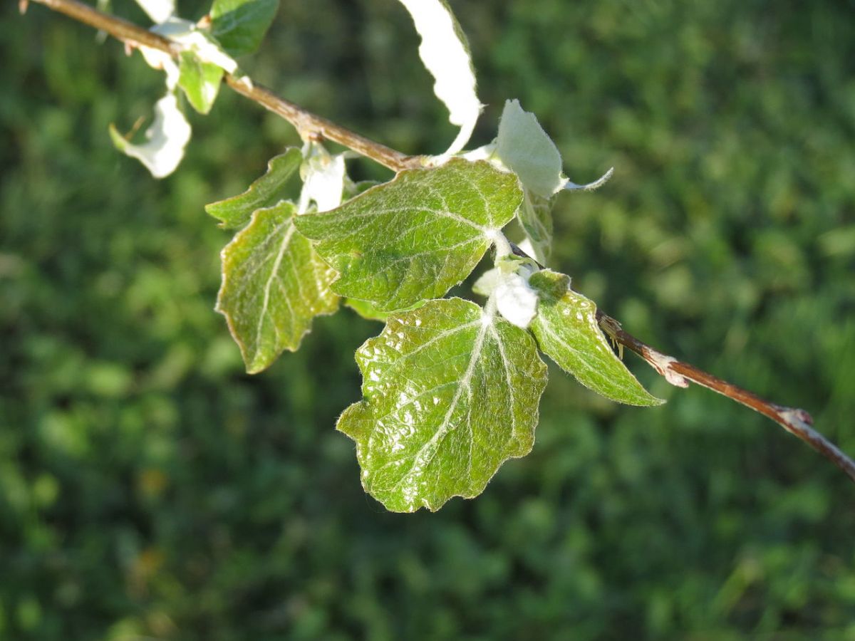 Unter Trockenstress können Forscher in den Blättern  Anpassungen auf molekularer Ebene beobachten. (Bildquelle: © Donald Hobern/Wikimedia.org/CC BY 2.0)