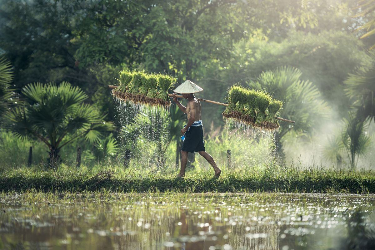 In Südostasien betragen die Ernteausfälle beim Reis zum Teil bis zu 70 Prozent. (Bildquelle: © sasint/pixabay/CC0)