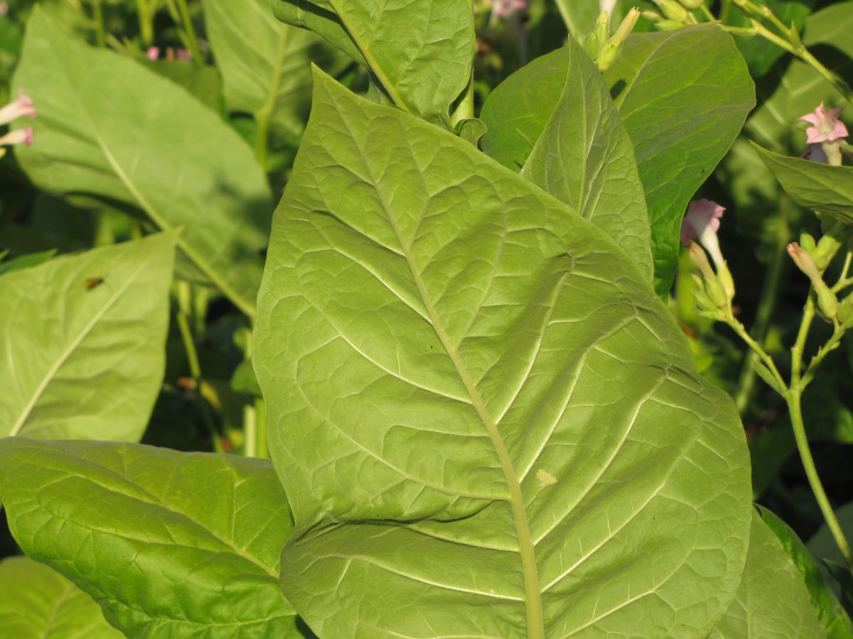 Die Forscher bauten statt der natürlich vorkommenden Rubsico eine andere Rubisco aus einem Cyanobakterium in Tabakpflanzen ein. Damit sollen die Erträge gesteigert werden. 