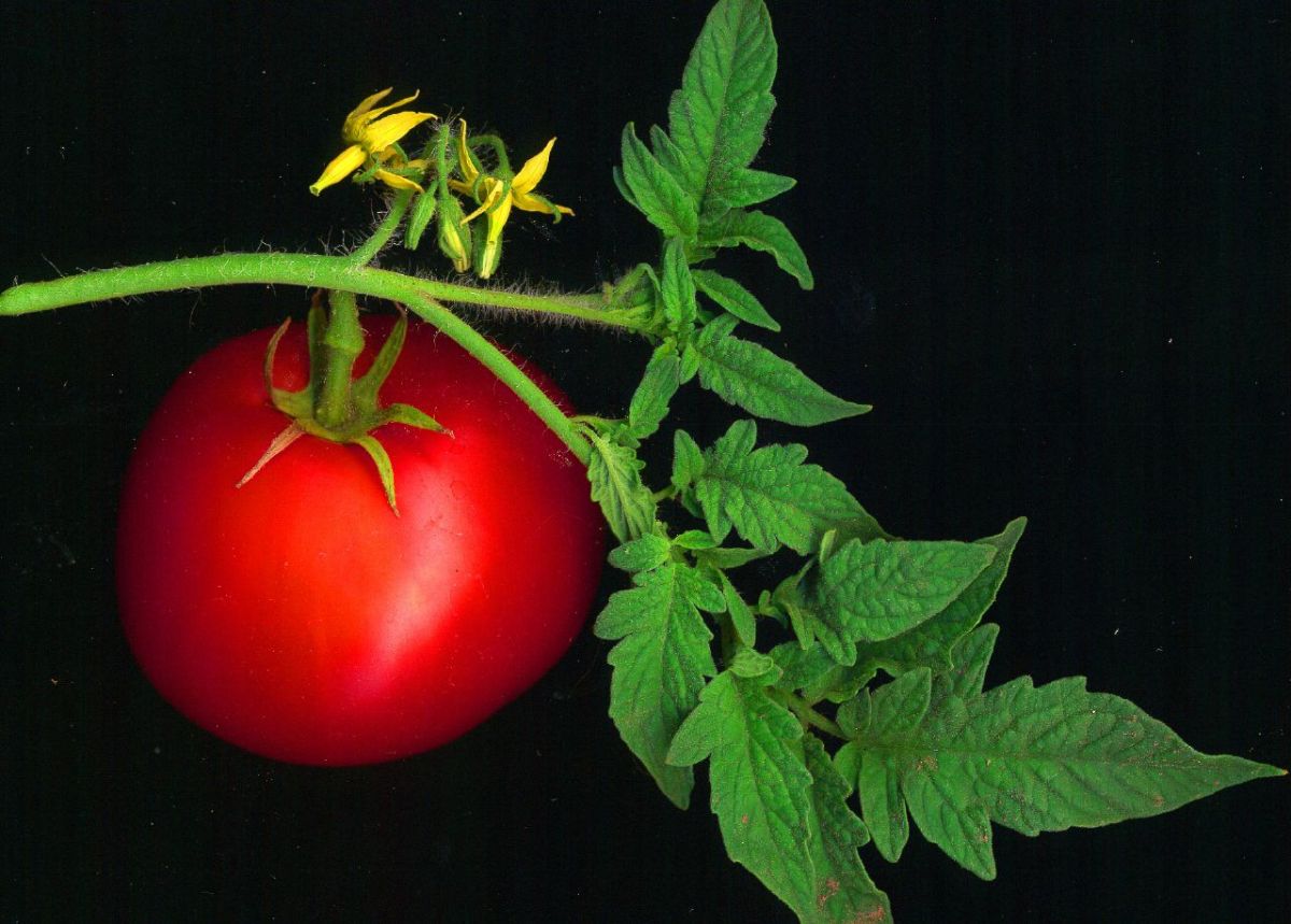 Forschern ist es gelungen, Abwehrstoffe der Tomate zu kopieren, die in den feinen Härchen (Trichome) enthalten sind. (Bildquelle: © David Besa aus Sonoma, USA - Flickr/ wikimedia.org/ CC BY 2.0)