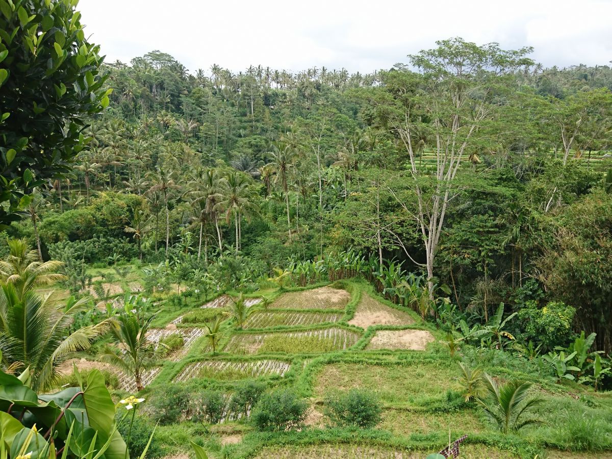 Der Mensch hat sein Umgebung für den Anbau von Lebensmitteln sichtbar verändert: Hier sieht man die menschliche Transformation von Hängen für den Reisanbau in Ubud, Bali. (Bildquelle: © Andrea Kay)