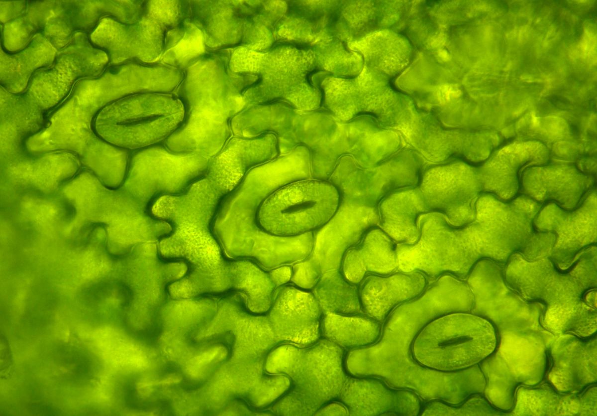 Stomata auf der Blattunterseite: Die kleinen Spaltöffnungen regulieren die Abgabe von Wasserdampf und die Aufnahme von Kohlendioxid. (Bildquelle: © iStock.com/barbol88)