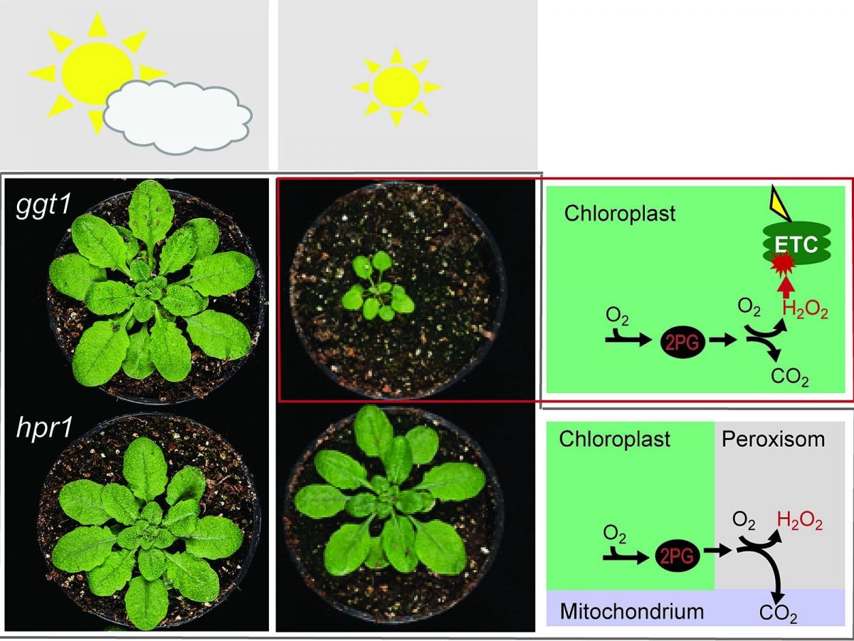 Versuchsergebnisse mit verschiedenen Lichtszenarien (Spalten) und unterschiedlichen Arabidopsis-Varianten, bei denen photorespiratorische Enzyme ausgeschaltet sind. Rechts von den Pflanzenbildern befindet sich ein reduziertes Schema der Photorespiration, welches das geringe Wachstum der ggt1-Mutanten im konstanten Licht durch einen photorespiratorischen Stoffwechselweg im Chloroplasten erklärt.
