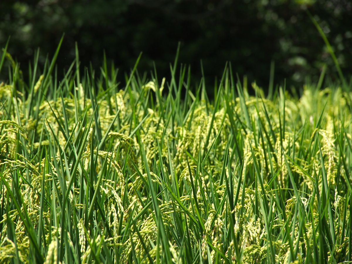 In der Natur vermehrt Reis sich geschlechtlich, was die Vorteile von Hybridpflanzen schon nach einer Generation wieder zunichtemachen kann. (Bildquelle: © Pixabay; CC0)