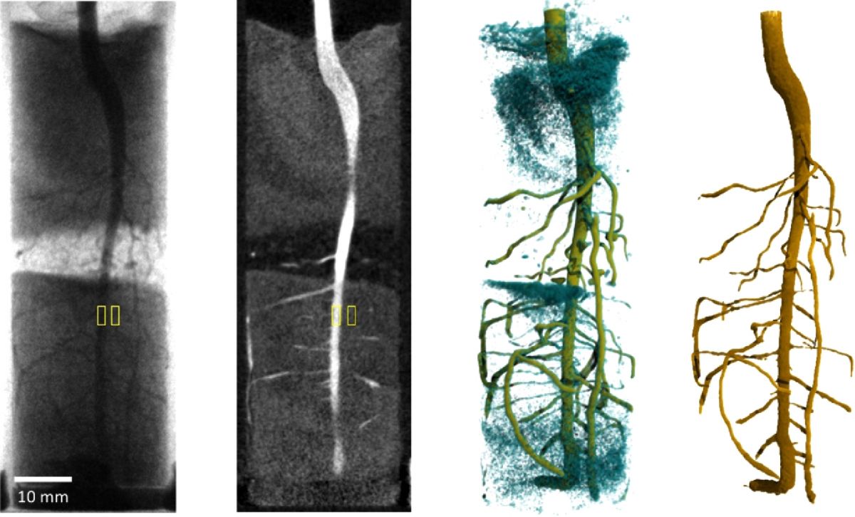 Lupinenwurzel in Sandboden: Die aus der ultraschnellen Neutronentomografie erhobenen Daten, können mit verschiedenen Methoden ausgewertet werden.
