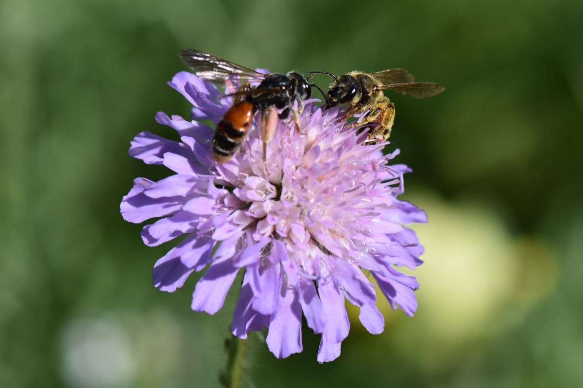 Heimische Wildpflanzen wie die Acker-Witwenblume bieten Nahrung und Lebensraum für Insekten im Siedlungsraum. Hier treffen sich Knautien-Sandbiene (Wildbiene des Jahres 2017, l.) und Gelbbindige Furchenbiene (Wildbiene des Jahres 2018).
