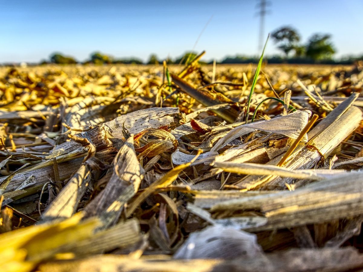 Nach der Maisernte: Pflanzenreste auf dem Feld. (Bildquelle: © Markus Distelrath / Pixabay)