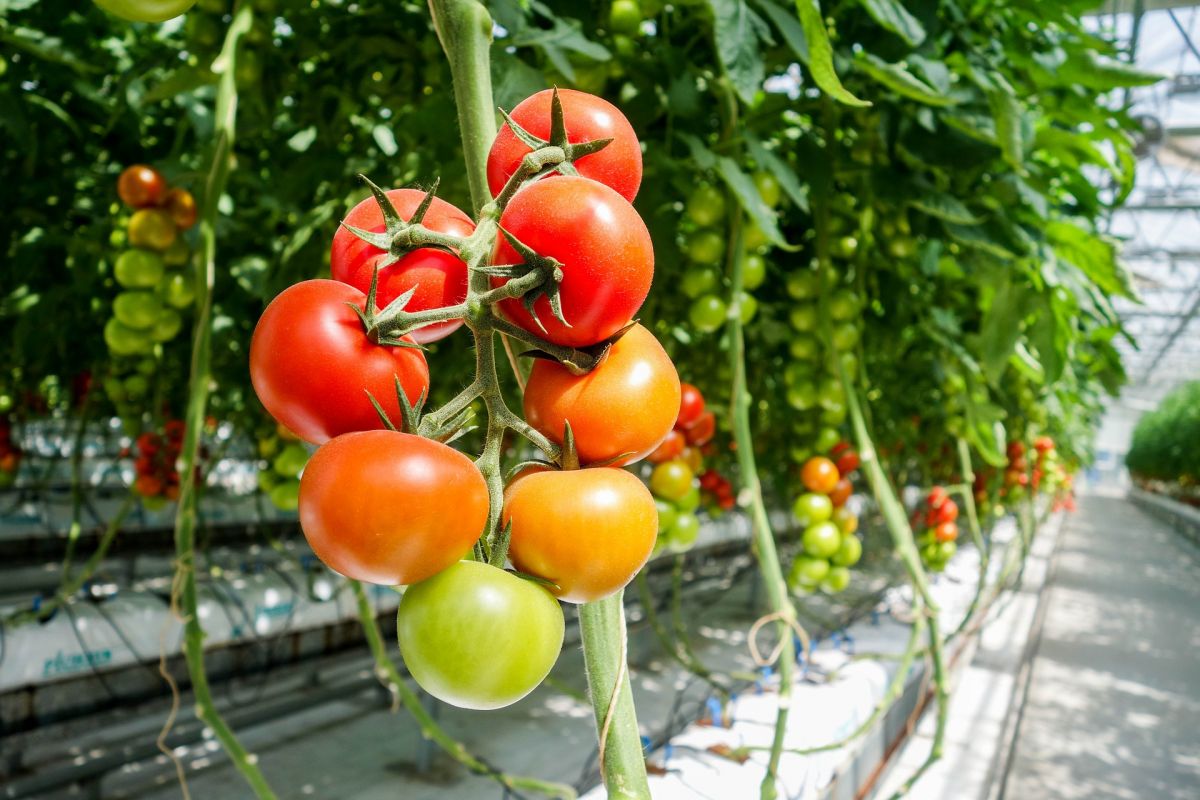 Das Mikrobiom verändert sich je nach Standort. Es macht einen Unterschied, ob Tomaten im Gewächshaus (Foto) oder draußen wachsen.