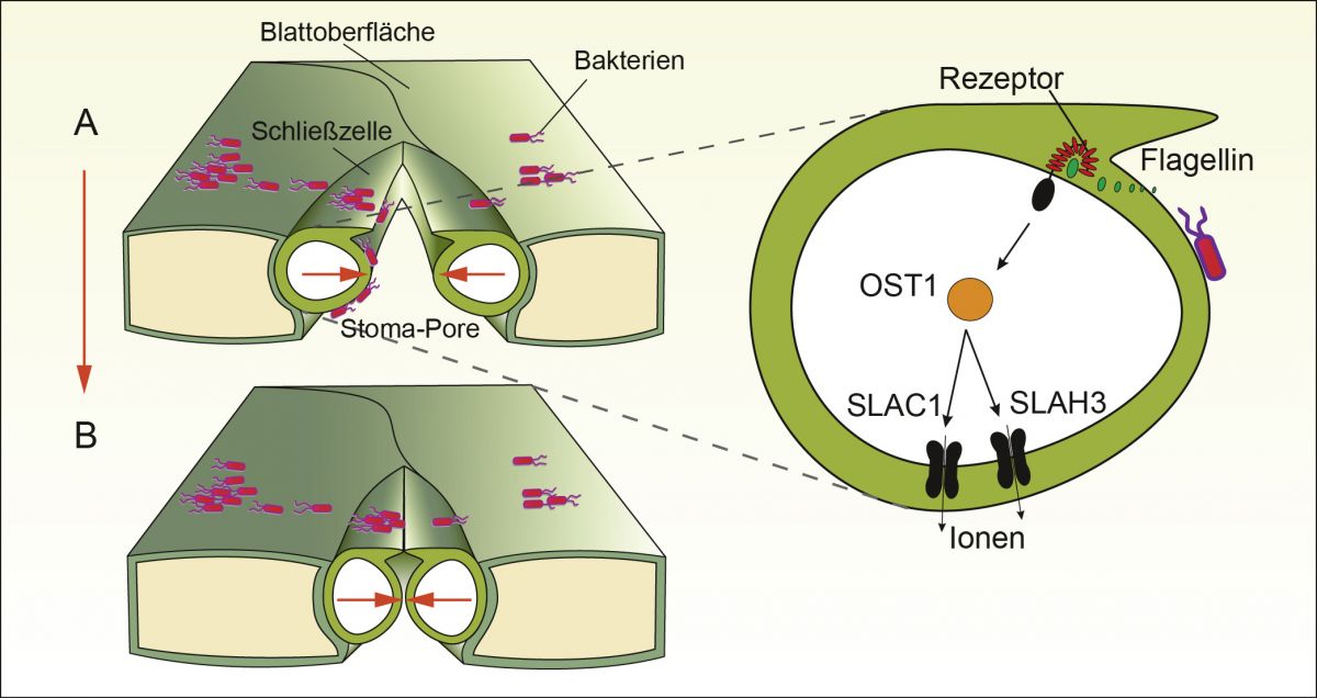 Bakterien nutzen Poren als Schlupflöcher, um ins Blattinnere zu gelangen (A). Die Pflanze reagiert, indem sie die Ionenkanäle SLAC1 und SLAH3 aktiviert (r). Die Poren schließen sich.
