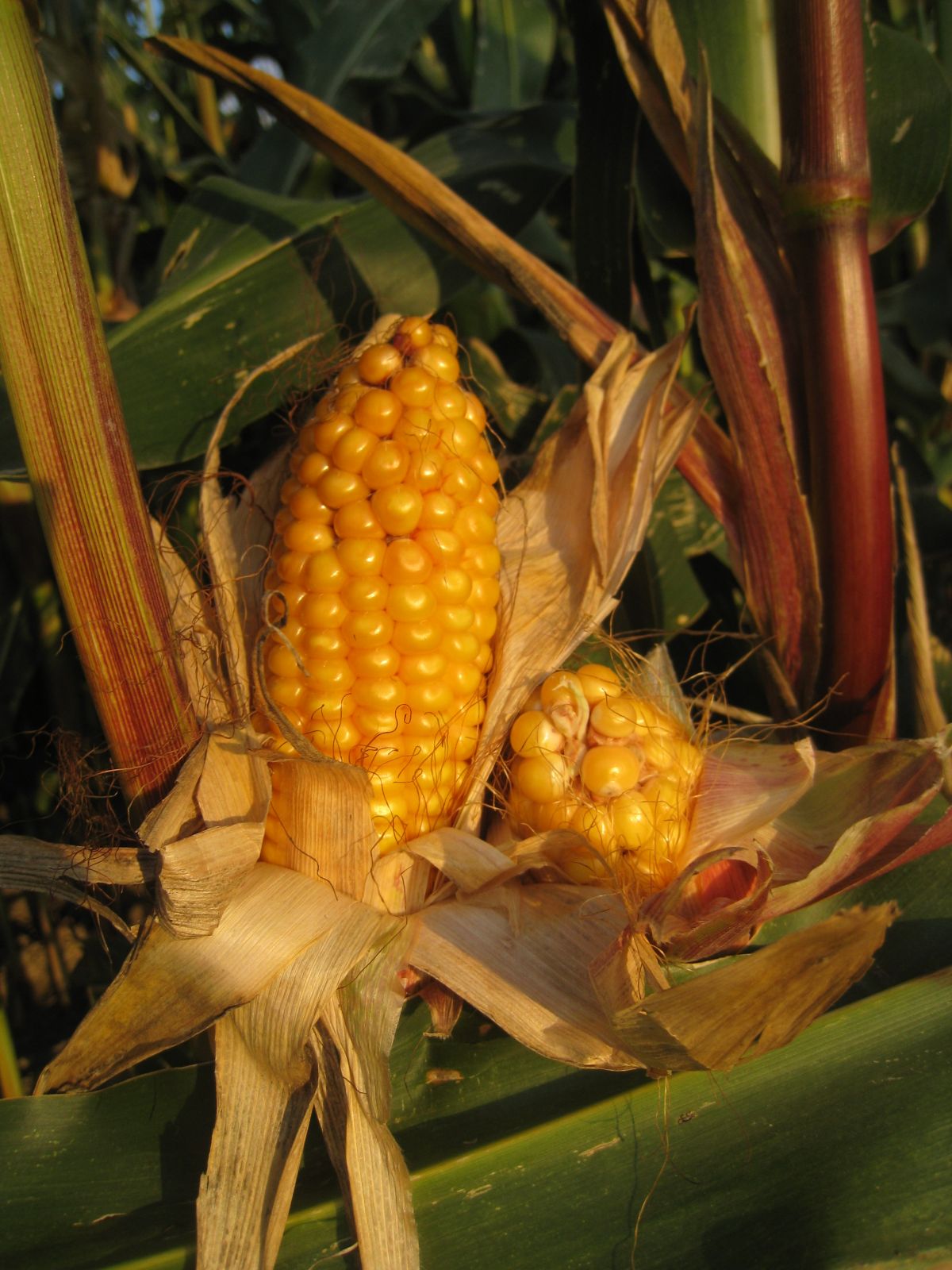 Laut Berechnungen der Forscher werden als erstes Maisbauern die Folgen des Klimawandels zu spüren bekommen.
