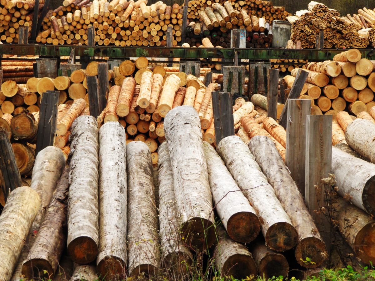 Die kommerzielle Holzproduktion kann der Studie zufolge von Artenreichtum in Forsten profitieren.