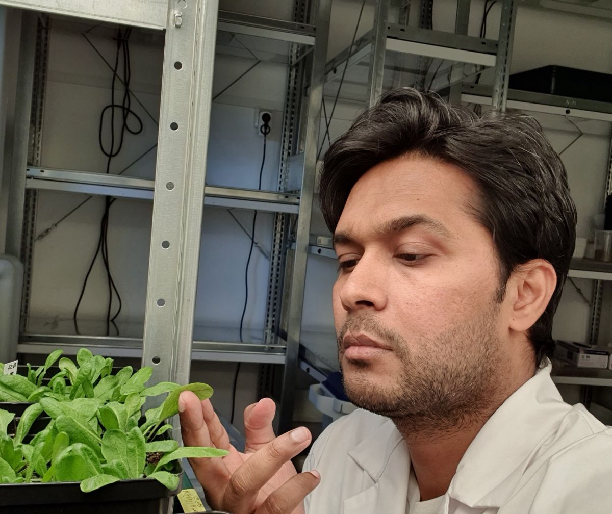 Dr. Usman Anwer vom Institut für Agrar- und Ernährungswissenschaften an der Martin-Luther-Universität Halle-Wittenberg (MLU) geht im Labor der Frage nach, woher Pflanzen wissen , wann es Zeit für die Blüte ist.

