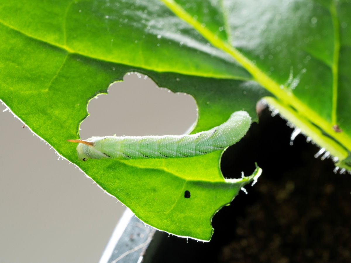Raupe des Tabakschwärmers Manduca sexta auf einem Tabakblatt. Die genaue chemische Analyse ihres Kots (kleine schwarze Kugel) zeigte, wie die die Giftstoffe in den Raupen aktiviert wurden und gaben so Hinweise auf die Biosynthese der Gifte in der Pflanze.