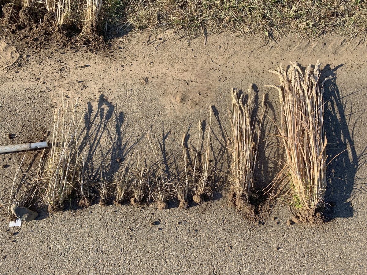 Das Weizenverzwergungsvirus reduziert das Wachstum der Weizenpflanzen. Rechts ist eine Weizenpflanze ohne Befall zu sehen.
