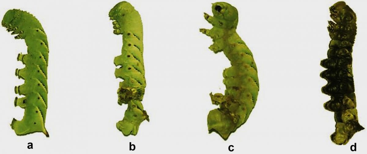 Häutungsschäden bei Raupen, deren Glycosidase-Gen ausgeschaltet wurde (b, c, d), im Vergleich zu einer Kontrollraupe (a). Alle Raupen hatten Lyciumosid IV mit der Nahrung aufgenommen.