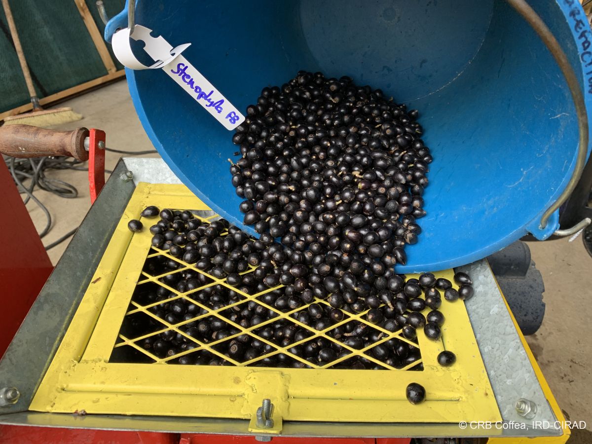 Kaffeebohnen sind eigentlich Samen. Man findet sie in den (hier schwarzen) Beeren, die an der Kaffeepflanze wachsen.
