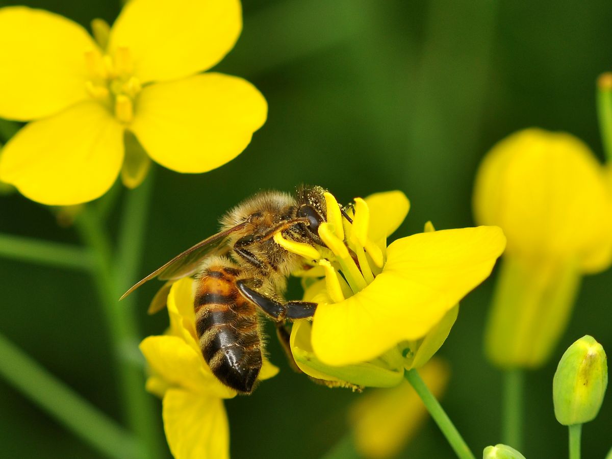 Raps zieht Honigbienen magisch an. (Bildquelle: © Albin Andersson)