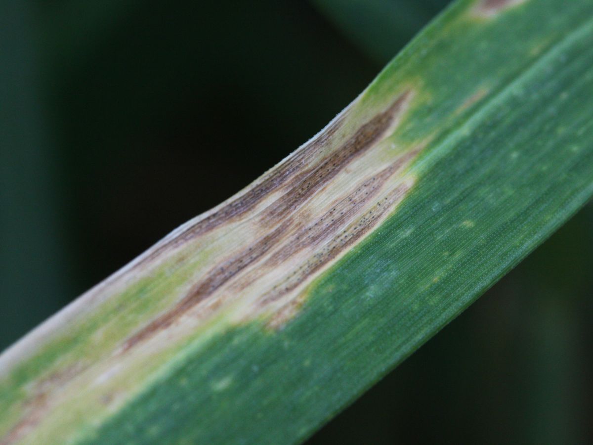 Diese Blattveränderungen sind typisch für die Septoria-Blattdürre von Getreidepflanzen. Verursacher ist der Schlauchpilz Zymoseptoria tritici ​​​​​.

