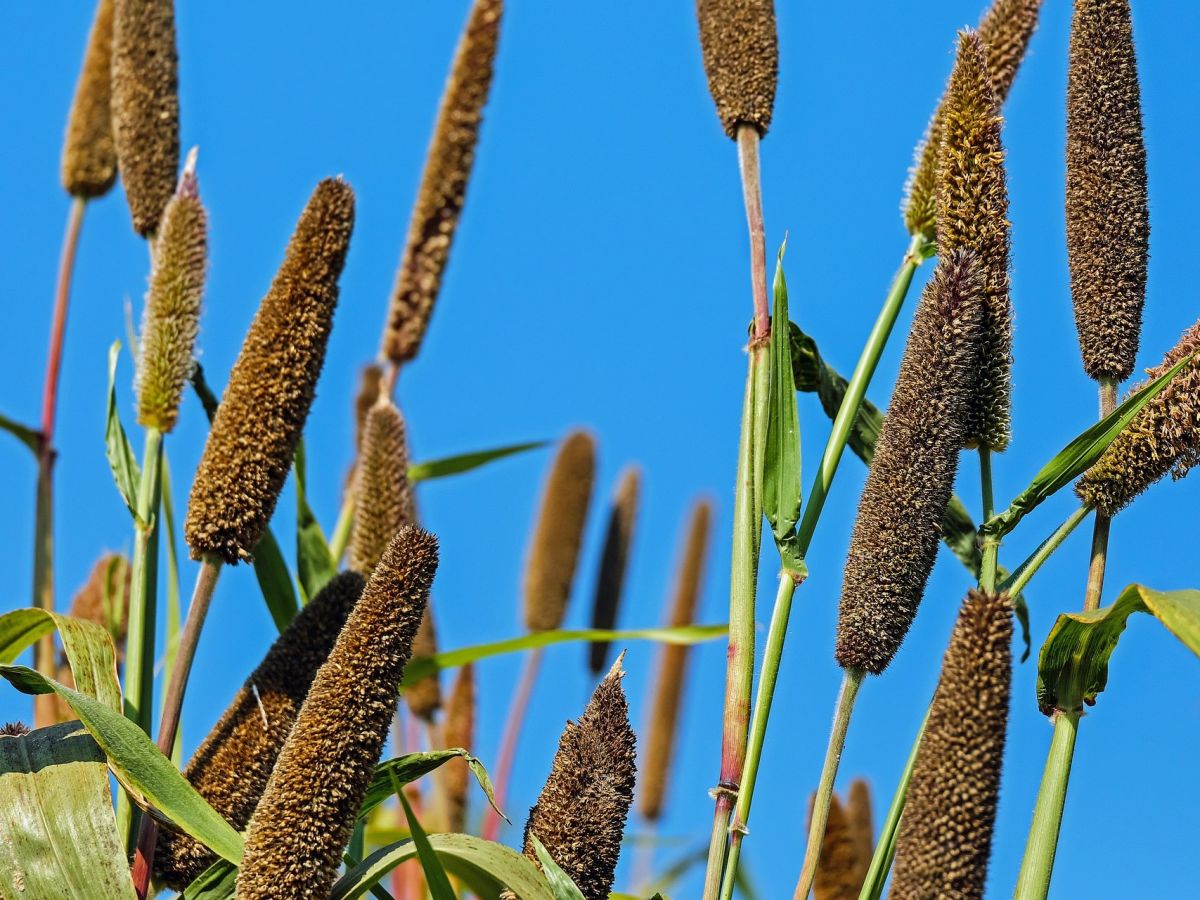 Die Perlhirse (Pennisetum glaucum) ist eins der wichtigsten Getreide in Afrika, da sie sehr gut mit hohen Temperaturen zurechtkommt. (Bildquelle: © Ilo / Pixabay)
