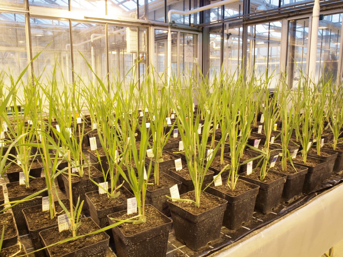 Genomeditierte Gerste, in denen CKX2-Gene inaktiviert wurden. Die Forschenden hoffen, dass diese Pflanzen einen höheren Ertrag liefern. (Bildquelle: © FU Berlin)