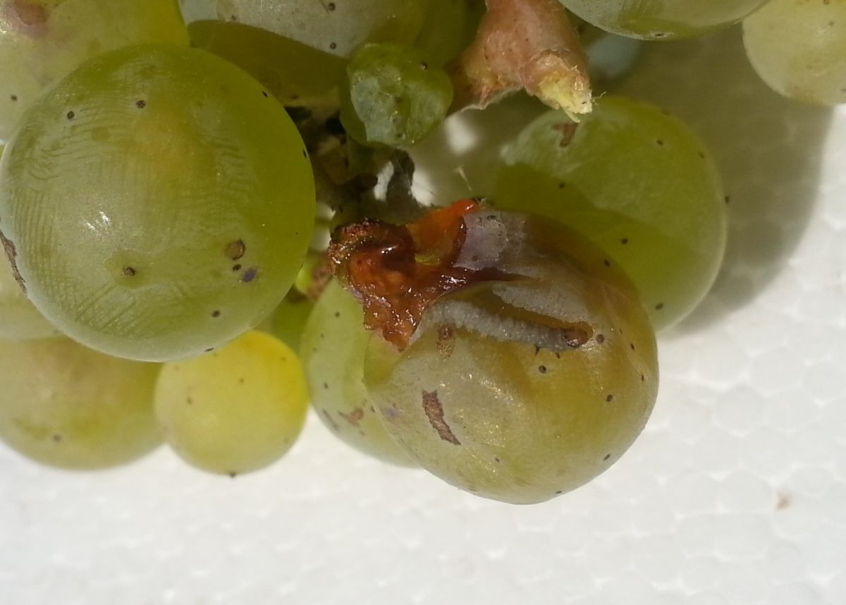 Eine Traubenwicklerlarve hat eine Riesling Weintraube befallen. (Bildquelle: © Moustafa Selim)