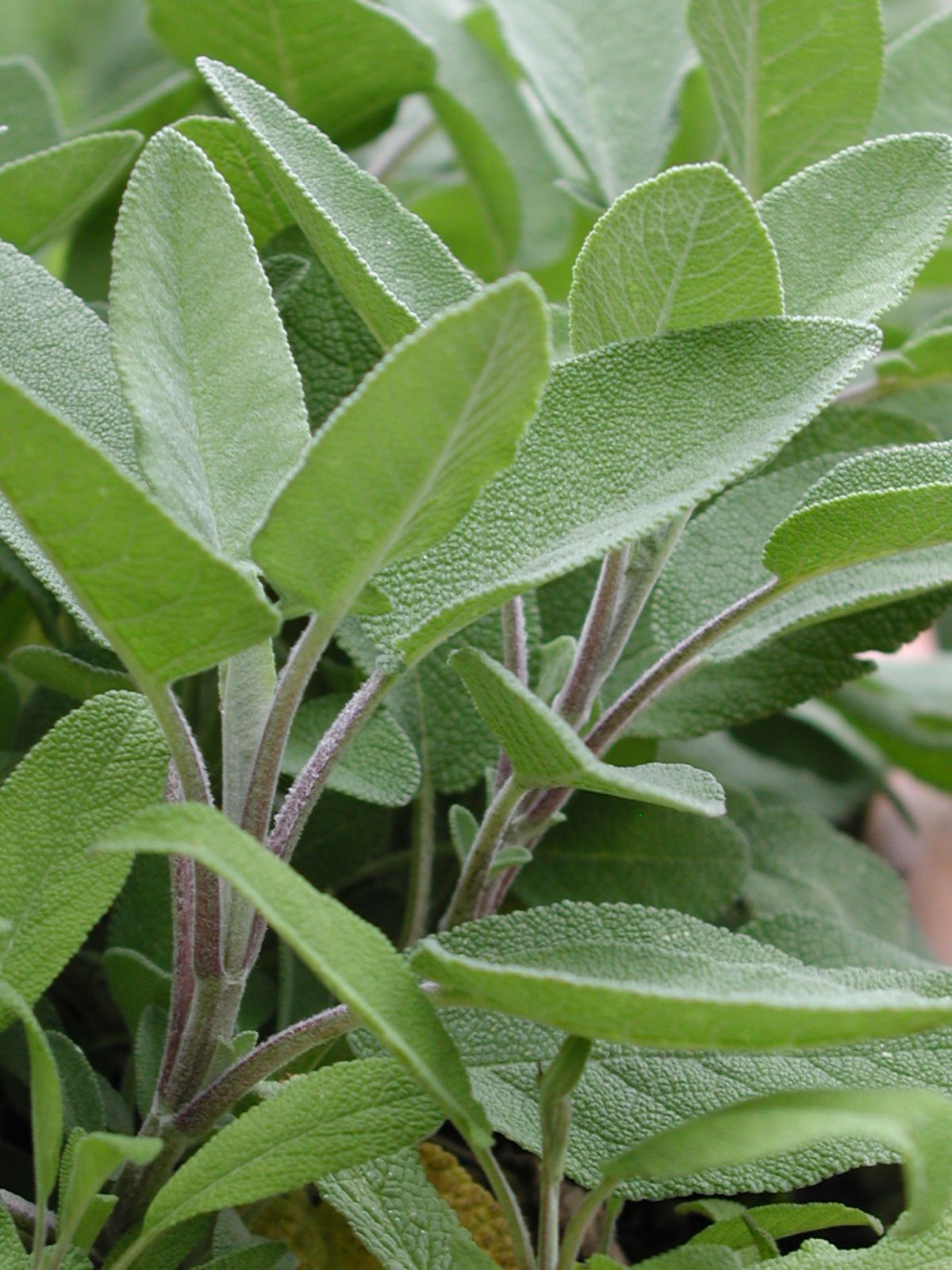 Salbei ist eine Heilpflanze, die aufgrund ihrer entzündungshemmenden Wirkung bei Halsschmerzen genutzt wird.