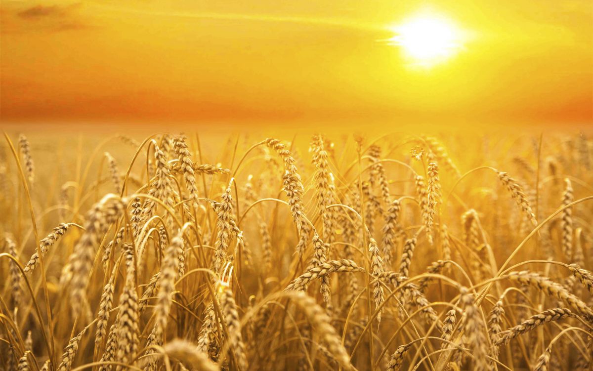 Hitze ist ein Stressfaktor für Pflanzen und eine Gefahr für die Getreideproduktion, wie neue Zahlen belegen. (Bildquelle: © jupiter55/iStock/Thinkstock)